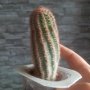 Рядък вид кактус, снимка 1 - Стайни растения - 43140350