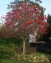 Офика - Sorbus aucuparia, снимка 4