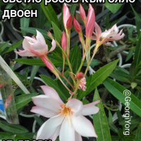 Олеандри , снимка 10 - Градински цветя и растения - 41438194
