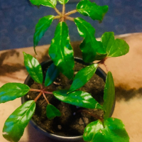Begonia, снимка 1 - Стайни растения - 44889947