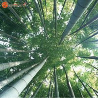 100 броя бамбукови семена от Декоративен бамбук Moso Bamboo лилав зелен цветен , снимка 18 - Сортови семена и луковици - 23954889