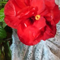 Хибискус , Китайска роза, снимка 1 - Стайни растения - 38746084
