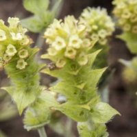 Sideritis scardica(Мурсалси чай), снимка 1 - Градински цветя и растения - 39419098