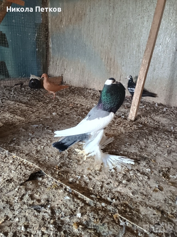 Седлати болани , снимка 1