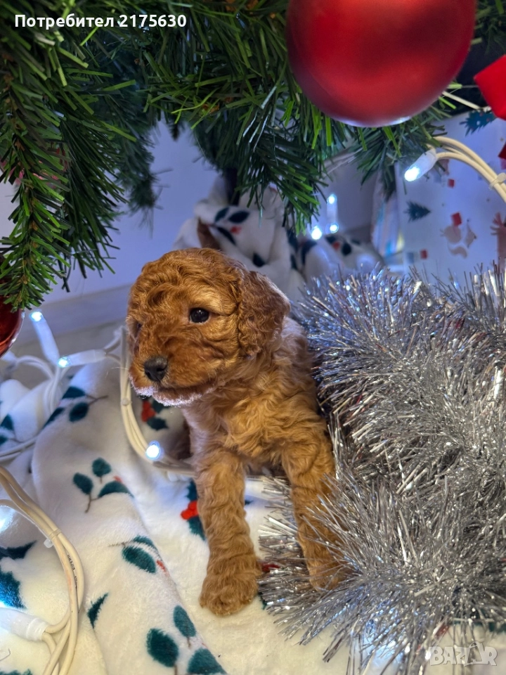 Той пудел/ Toy poodle, снимка 1