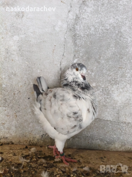 Гълъби порода Америка Кинг, Кингове, снимка 1