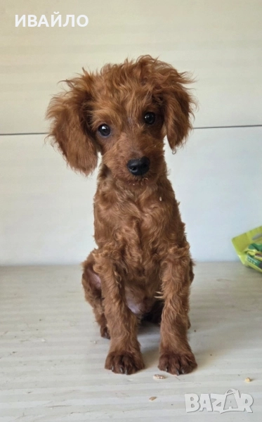 пудели Той Мини , снимка 1