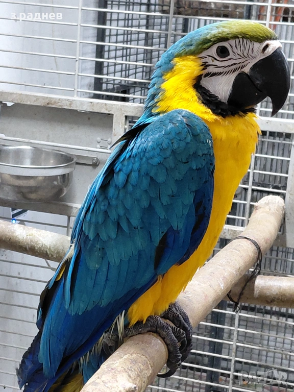 Синьожълт ара -промоция, снимка 1