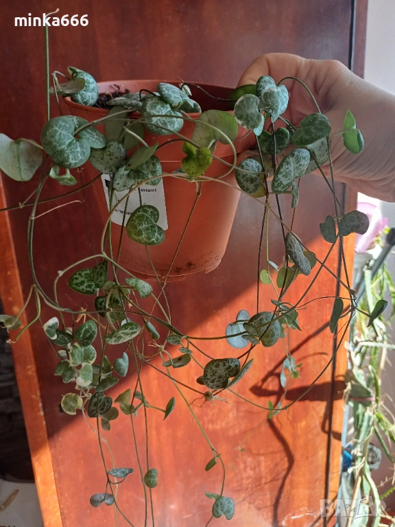 Вариегатна церопегия, снимка 1