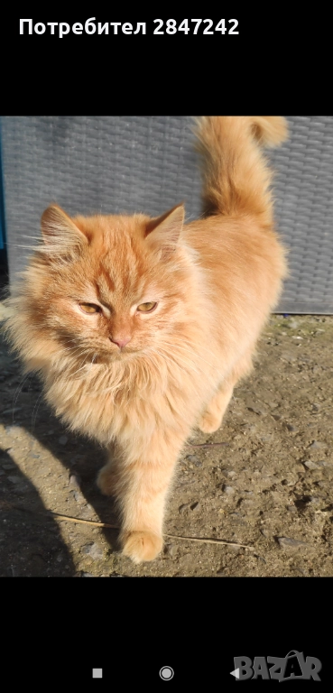 Рижо пухче, снимка 1