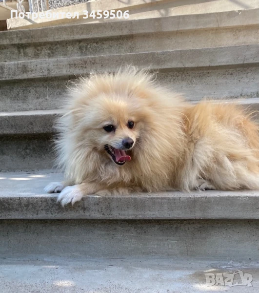 Продавам померан, снимка 1