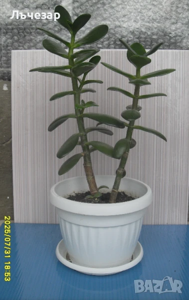 Продавам цвете "Дървото на живота", снимка 1