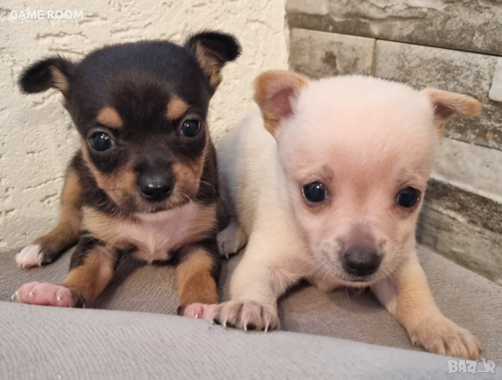 Супер Мини Пинчер Чихуахуа Пинчерче пинчери пинчерчета кученце Чихупинчер чихо , снимка 1