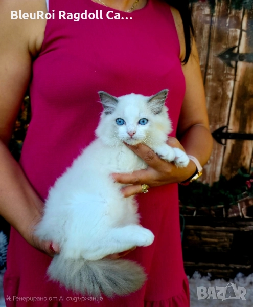 Ragdol/Рагдол 3 месеца , снимка 1