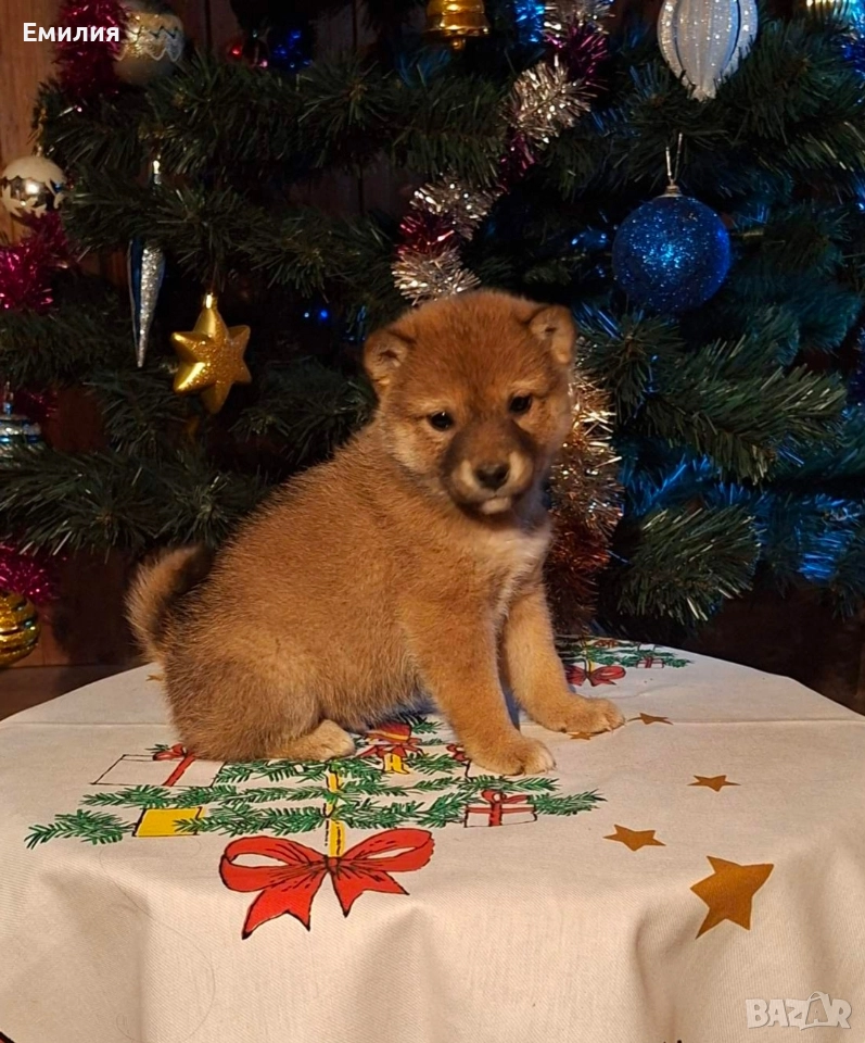 Шиба ину мъжко кученце, снимка 1