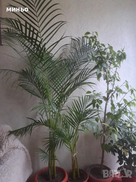 палма арека, снимка 1