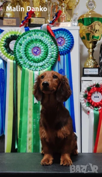 Дългокосмес  Дакел с родословие от родители шампиони, снимка 1