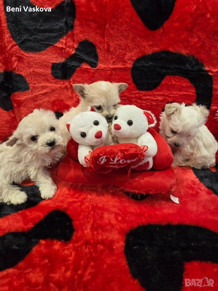 мини малтийски болонки, снимка 1