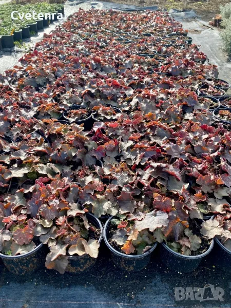 Хойхера, снимка 1