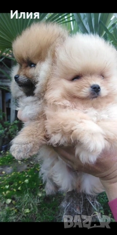 Продавам померани , снимка 5 - Померан - 52681233