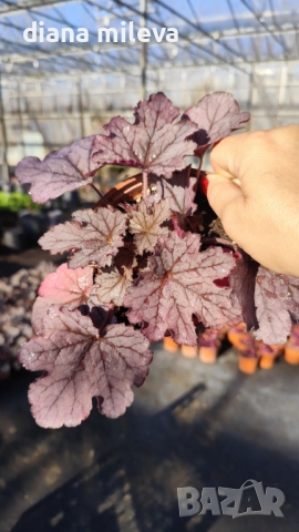 Хойхера  Amethyst Mist, снимка 12 - Градински цветя и растения - 52544153