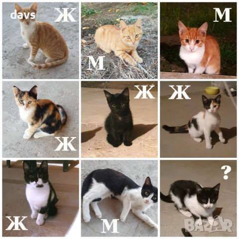 Рижави котета на 6 мес. търсят дом, снимка 16 - Други - 53116819