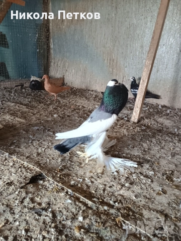 Седлати болани 