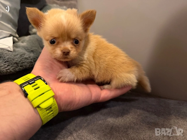 Чихуахуа Актуално от 11.2.2026, снимка 6 - Чихуахуа - 53380289