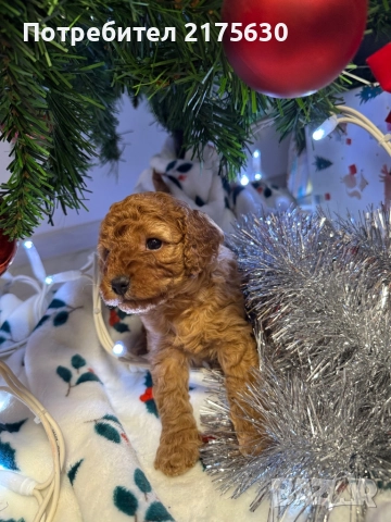 Той пудел/ Toy poodle