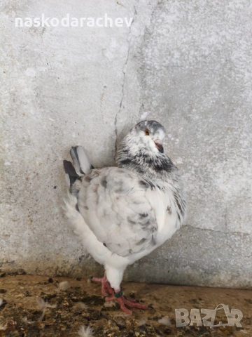 Гълъби порода Америка Кинг, Кингове