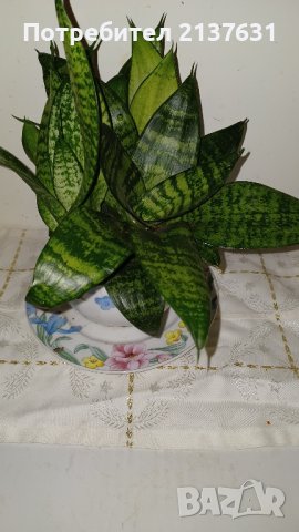 САНСЕВИЕРА в ПОРЦЕЛАНОВА САКСИЯ , снимка 3 - Стайни растения - 43062041