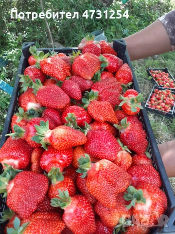 Разсад ягоди 