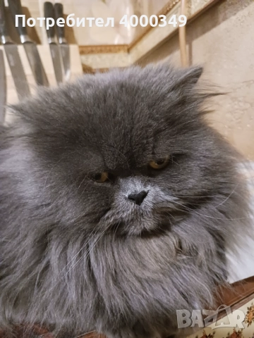 Подарявам мъжки персиец, снимка 5 - Персийска - 52976362