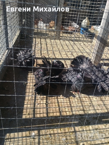 Фенерлии , снимка 3 - Гълъби - 52405319