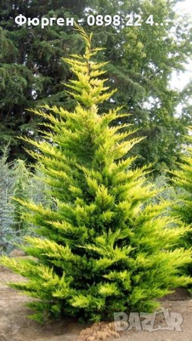 Кипарис Лейланди „Gold Rider“ (Златен ездач) Cupressocyparis leylandii ‘Gold Rider’, снимка 4 - Разсади - 52899091