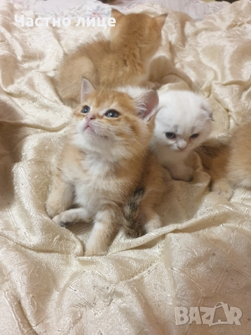 Шотландски котета златна чинчила., снимка 4 - Чинчили - 52171934