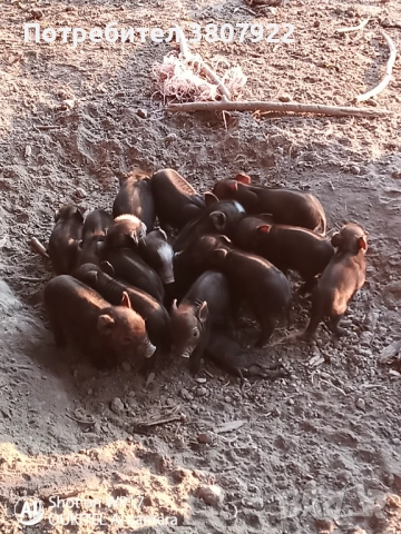 Прасета, снимка 3 - Прасета - 53600663