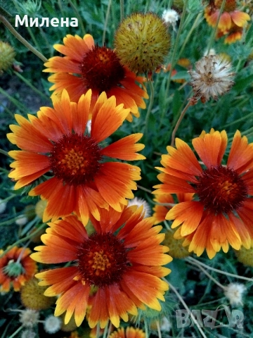 семена за едногодишни цветя , снимка 11 - Сортови семена и луковици - 51471965