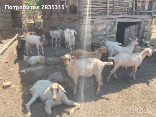 Ярета, с. Китен, община Провадия, снимка 2 - Кози - 48957372