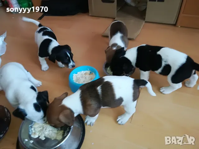 джак ръсел-бебета 250лв за едно 1103251729