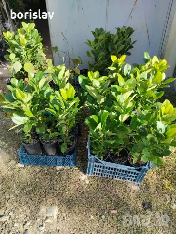 Лавровишна, снимка 10 - Разсади - 44965934