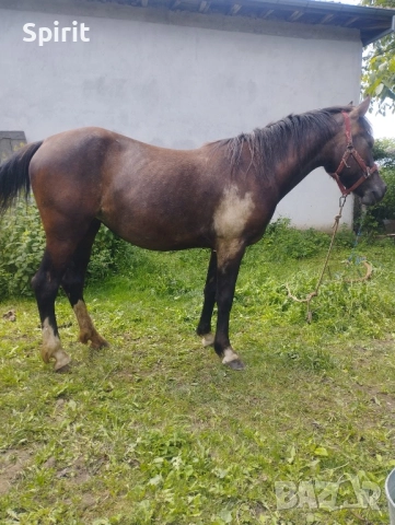 Ездитна арабска шагия Флика, снимка 4 - Коне - 51948635