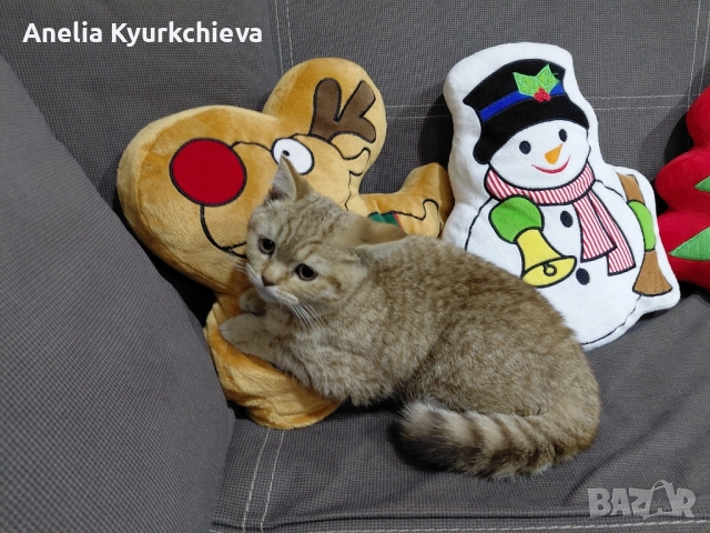 британско късокосменно , снимка 3 - Британска късокосместа - 52996338