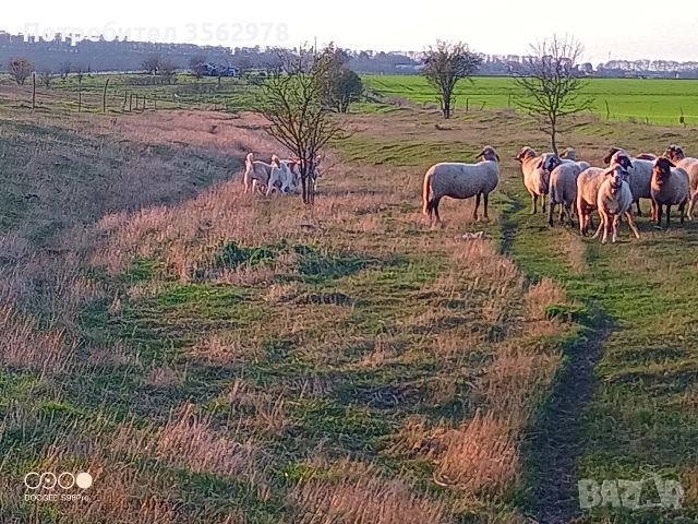 кученца кръстоска между каракачанка и алабай , снимка 7 - Други - 52578998