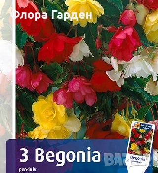 БЕГОНИЯ - Грудки/ ПРЕДВАРИТЕЛНИ ПОРЪЧКИ, снимка 2 - Сортови семена и луковици - 49235759