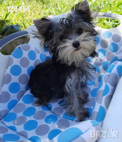 йоркита миниатюрни !