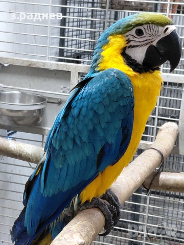 Синьожълт ара -промоция