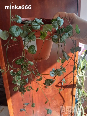 Вариегатна церопегия