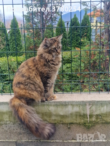 Мейн Кун, снимка 10 - Мейн кун - 53083782