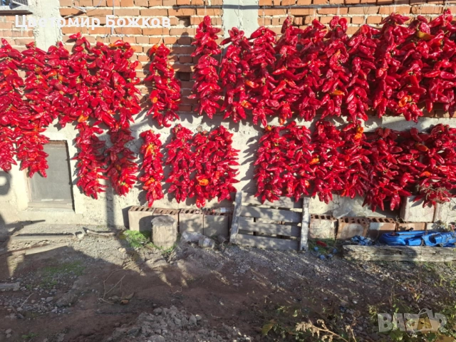 🌶️ Домашни сушени червени чушки – истински вкус от градината! 🌶️ НА ЕДРО!!!, снимка 7 - Домашни продукти - 52280937